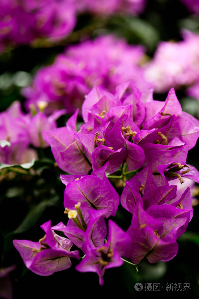 一朵粉红色杜鹃花杜鹃花园花卉特写