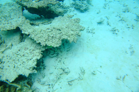 水下世界的多彩景色。死珊瑚礁, 海草, 白沙和绿松石水。印度洋, 马尔代夫。美丽的背景