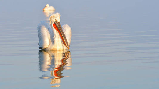 达尔马提亚电影Pelecanus crispus