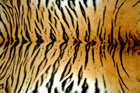 老虎纹理老虎皮肤纹理的照片