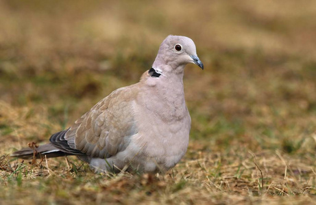 花园龟鸽 Streptopelia decaocto