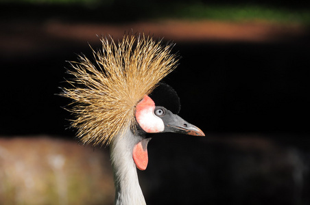 热带鸟国鸟regulorum