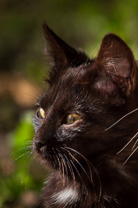 在后院的草地上关闭一只黑猫图片