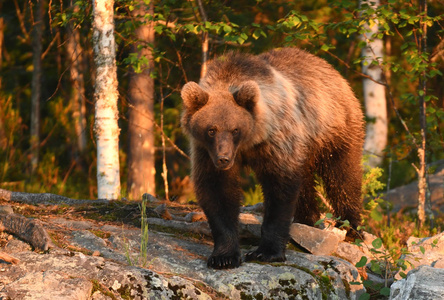 野生棕熊在自然栖息地