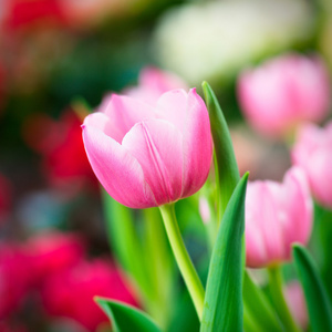 多彩郁金香花