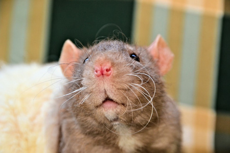 一个好奇鸡户外图片