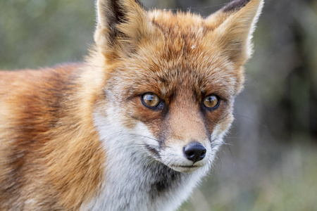 团长盯着欧洲红狐狸 Vulpes vulpes 关闭