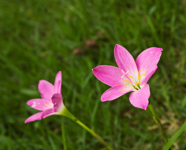 童话百合或葱兰景天