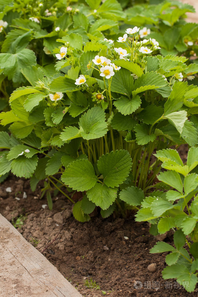 花园床上有草莓花的灌木