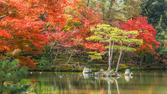 在京都的金阁寺的镜子池塘