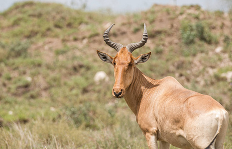 在坦桑尼亚塞伦盖蒂国家公园, 可口可乐的羚 科学名称 Connochaetes taurinus 或 狷 特写