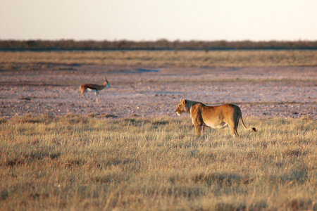一只母狮子在埃托沙国家公园 namibie