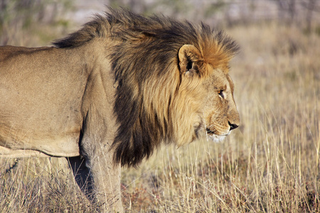 雄狮在埃托沙国家公园照片