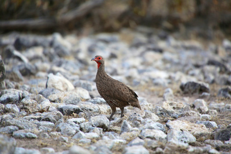 在纳米比亚埃托沙国家公园的红颈 spurfowl