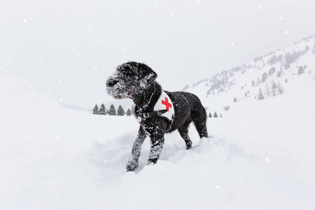黑救援犬在雪地上搜寻照片