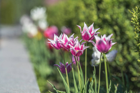 五颜六色的郁金香花盛开在公园附近