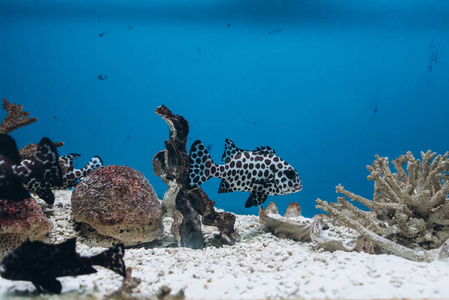 水族馆附近珊瑚游动的奇特鱼类