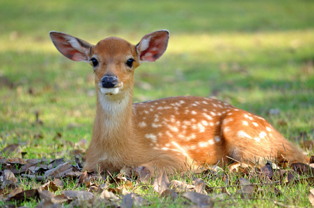 年轻的小鹿图片