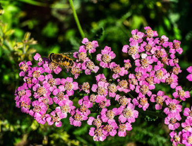 蜜蜂寻找花粉花蜜粉红色常见西洋蓍草花绿色花园贝尔维尤华盛顿咖哩欧蓍草