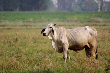 放牧在绿草地上的奶牛