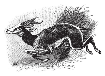 棕色的羚羊走图片