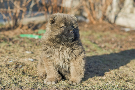 高加索牧羊犬