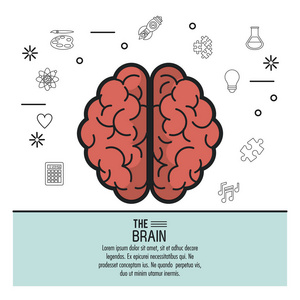 彩色海报它的两个半球的大脑顶部视图