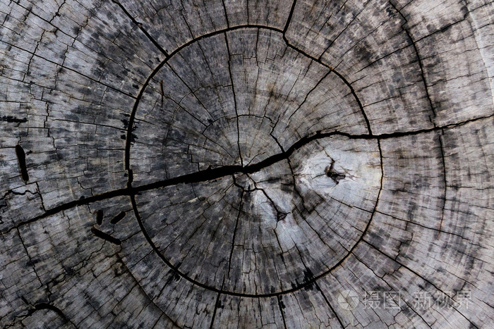 木制的背景和纹理，环割树的树干