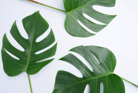 热带植物叶子白色背景照片