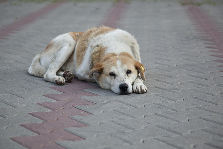 伤心的狗收容所里有很多伤心的小狗在监狱后面.