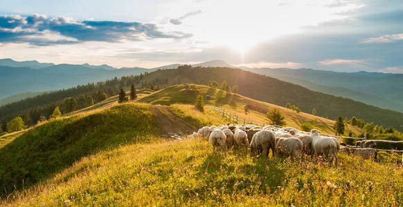 成群的牛羊在山的日落背景