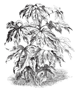 八角叶图片显示八角金盘, 也称为造纸厂.它属于家庭五加科.