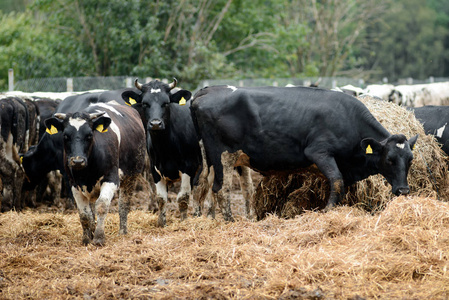 奶牛场上的黑白奶牛。农业农牧业和畜牧业