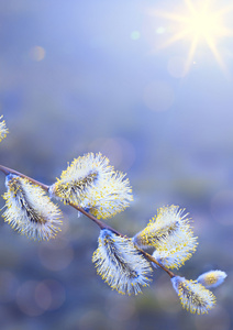 艺术春天边框背景与白花盛开图片