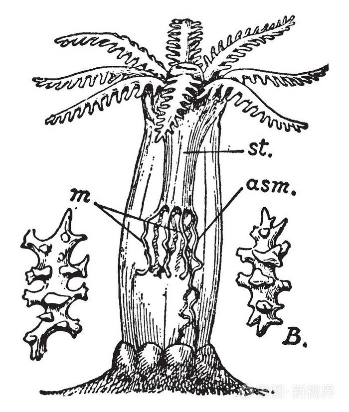 Alcyonarian 卷曲显示的嘴包围八羽状触角, 复古线条画或雕刻插图