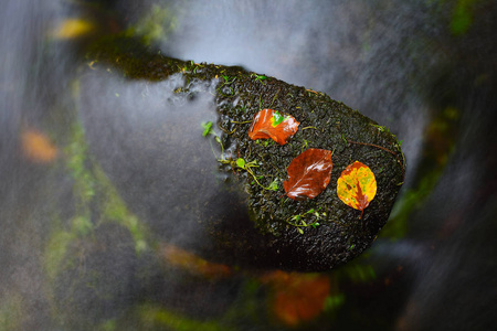 五颜六色的山毛榉和白杨叶子上的青苔石在秋季山溪。冷水在水位上长时间暴露蓝色反射模糊