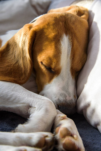 猎犬狗睡眠