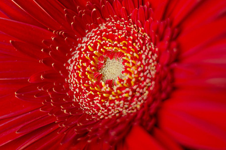 非洲菊鲜红花特写宏