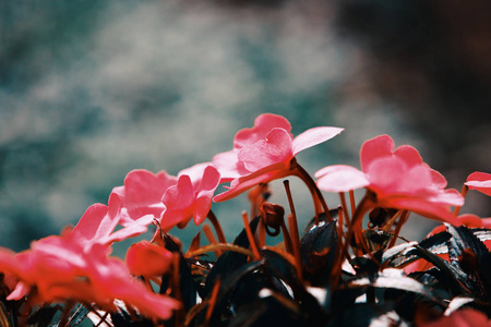 美丽的花朵在花盆, 粉红色的新几内亚凤仙花在秋季花园