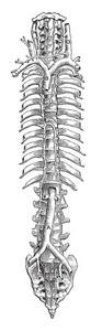 此图表示腔静脉复古线条画或雕刻插图