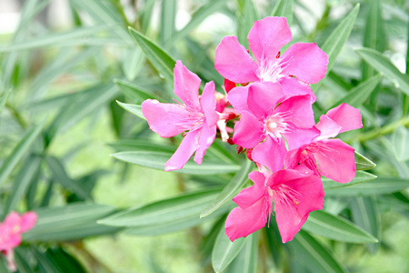 粉红色的花在花园里