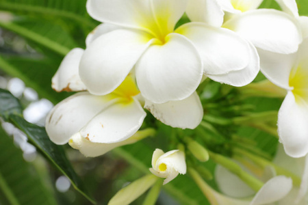 夹竹桃科罗布麻家族开花植物的花素属。大多数物种是落叶灌木或小乔木