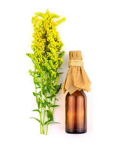 加拿大一枝 (黄花) 药用草本植物精油提取物.在白色背景下隔离照片
