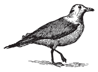 海鸥海鸥是一个海鸥, 其特征是没有后腿, 复古线条画或雕刻插图