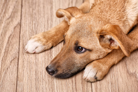 一只悲伤的红狗在木板上。狗在等主人。宠物