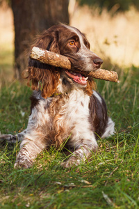 布朗发现俄罗斯猎犬在森林里