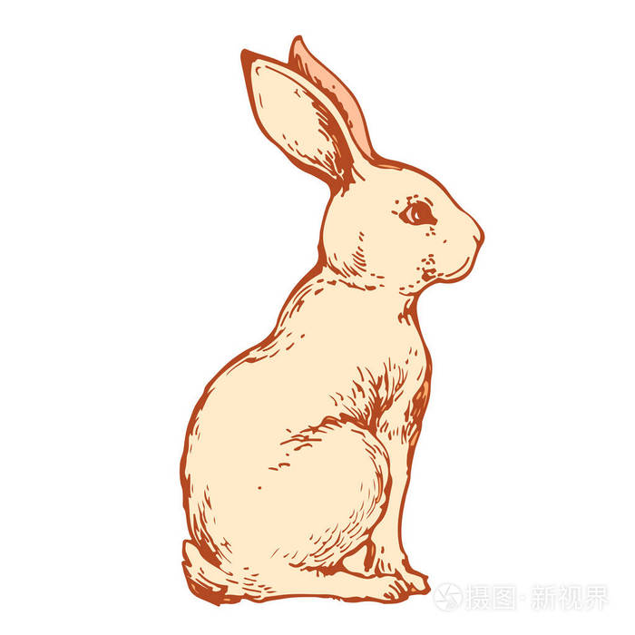 兔子野兔可爱的小兔手画线艺术墨水素描股票矢量插图在白色背景下隔离