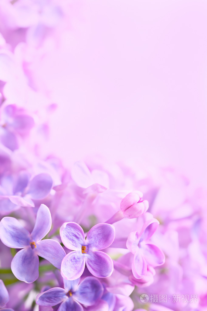 艺术春天紫丁香抽象背景