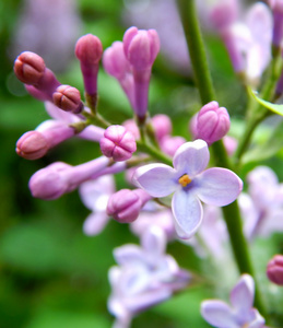 bautiful 春天里的花朵淡紫色