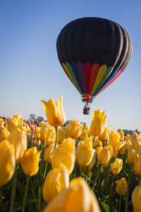 热空气乘坐热气球俯瞰郁金香图片